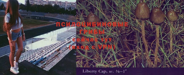 гашик Алексин